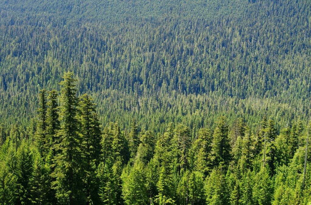British Columbia sets agenda to increase forests competitiveness