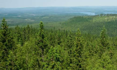 The Content Of Russian Forestry 118