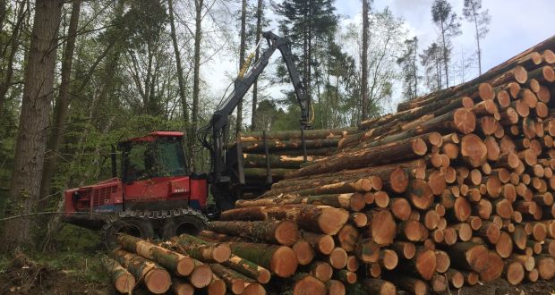 Crisis growing in the Irish forest industry - Global Wood Markets Info